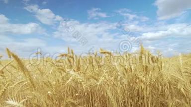 田野麦子对抗蓝天.. 小麦穗粒摇风.. 夏收粮食成熟